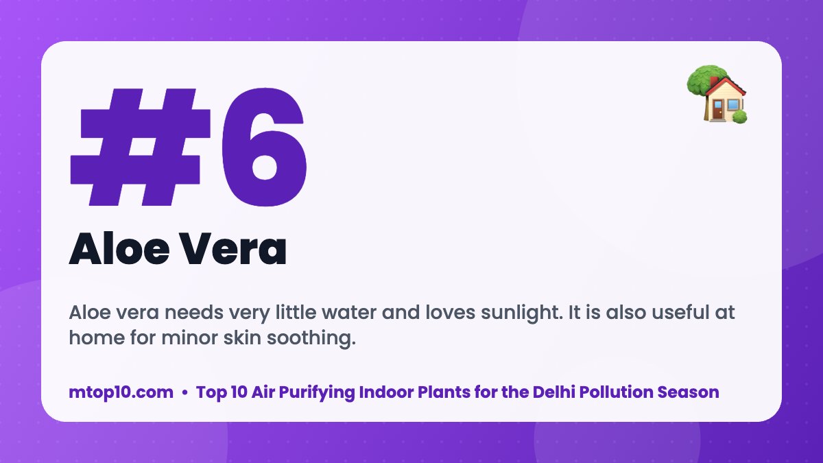 #6 Aloe Vera – Top 10 Air Purifying Indoor Plants for the Delhi Pollution Season