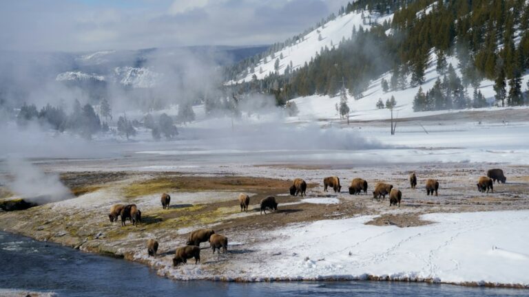 Top 10 National Parks to Visit in Winter